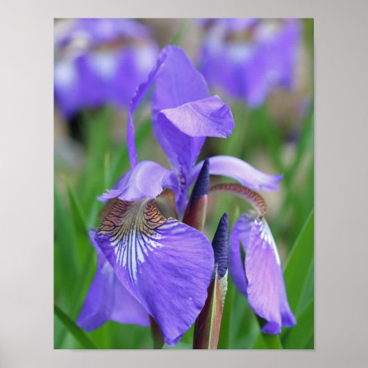 Lila blaue Flagge Iris-Blume Poster (Vorne)