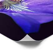 Lila blaue Flagge Iris-Blume Poster (Ecke)