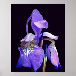 Lila blaue Flagge Iris-Blume Poster
