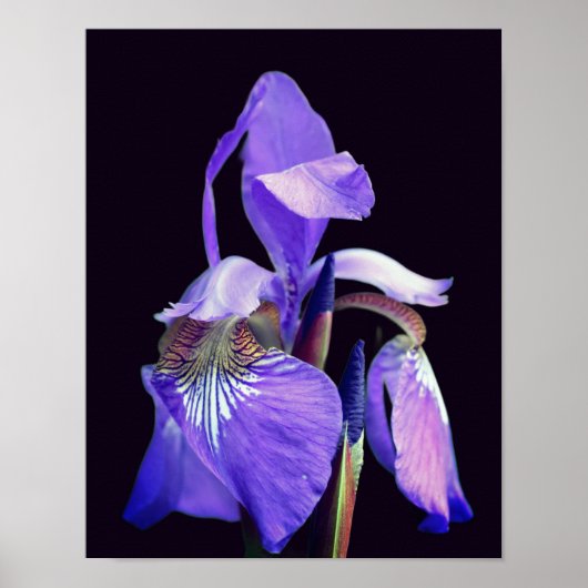 Lila blaue Flagge Iris-Blume Poster (Vorne)