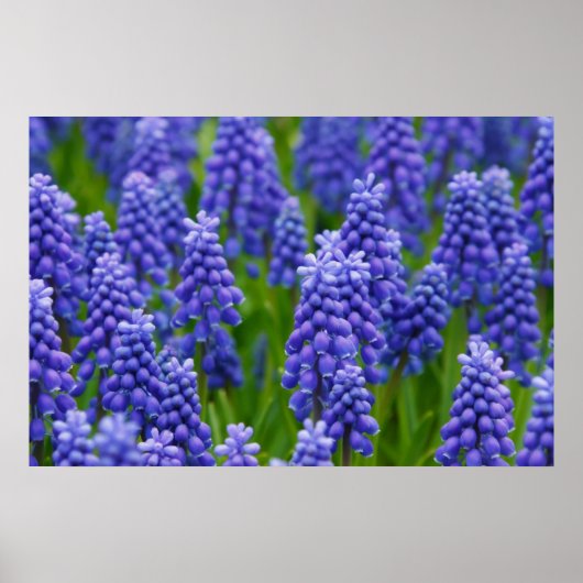 LILA BLAUE GRAPE BLUME NATURGRASS SCHÖNHEIT SCENTE POSTER (Vorne)