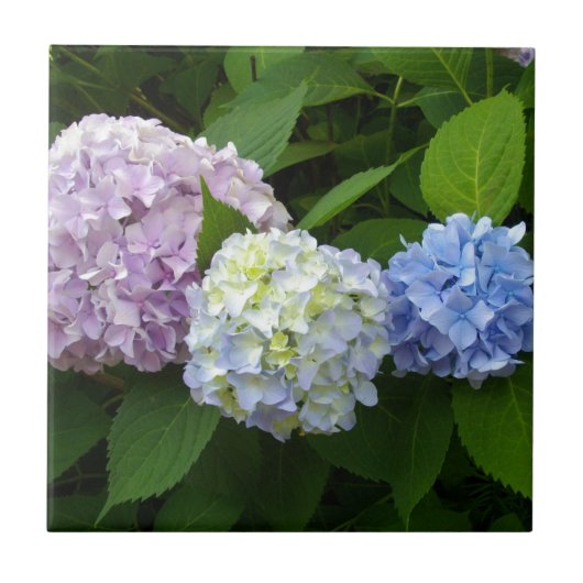 lila-blaue Hydrangeas Fliese (Vorderseite)