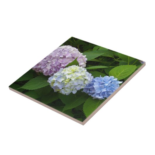 lila-blaue Hydrangeas Fliese (Seite)