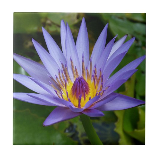 Lila / Blaue Seerosenteich Fliese (Vorderseite)