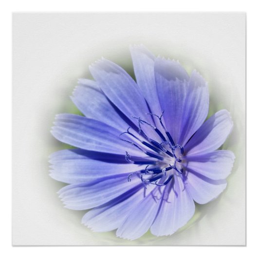 lila blaue Wegwarte Poster (Vorderseite)