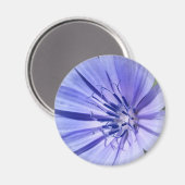 lila-blaue Zichorie Magnet (Vorderseite/Rückseite)