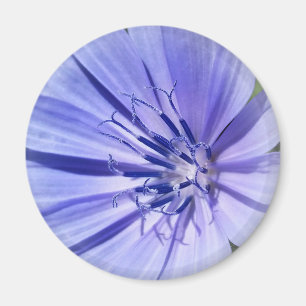 lila-blaue Zichorie Magnet