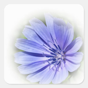 lila-blaue Zichorie Quadratischer Aufkleber