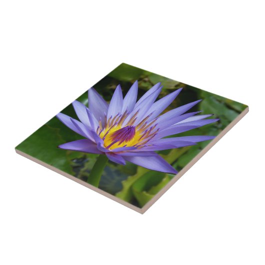 Lila / Blauer Wasserteich Fliese (Seite)