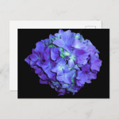 Lila blorales aquamarines Blumenhydrangea Postkarte (Vorne/Hinten)