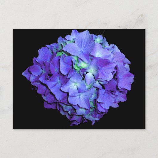 Lila blorales aquamarines Blumenhydrangea Postkarte (Vorderseite)