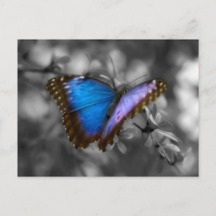 Lila Blue Butterfly Postkarte