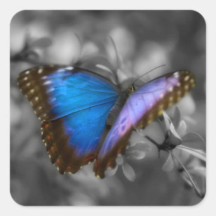 Lila Blue Butterfly Quadratischer Aufkleber