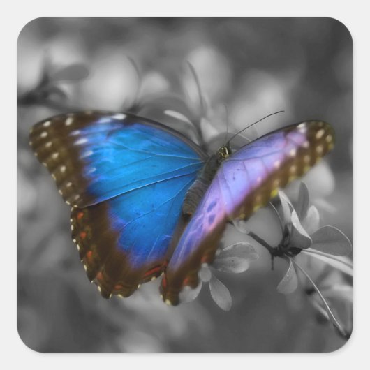 Lila Blue Butterfly Quadratischer Aufkleber (Vorderseite)