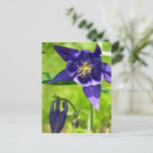 Lila Blue Columbine Blume Postcard Postkarte (Stehend Vorderseite)