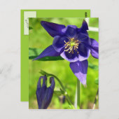 Lila Blue Columbine Blume Postcard Postkarte (Vorne/Hinten)