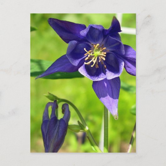 Lila Blue Columbine Blume Postcard Postkarte (Vorderseite)