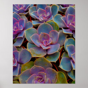 Lila Blue Green Succulent Cactus Pflanze Poster