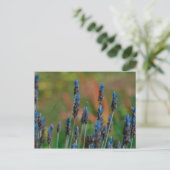 Lila Blue Lavendel Blume Postkarte (Stehend Vorderseite)