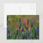 Lila Blue Lavendel Blume Postkarte (Vorne/Hinten)