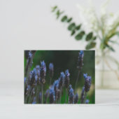 Lila Blue Lavendel Blume Postkarte (Stehend Vorderseite)
