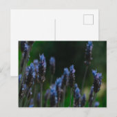 Lila Blue Lavendel Blume Postkarte (Vorne/Hinten)