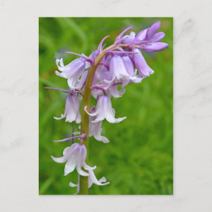 Lila Bluebell Postcard Postkarte