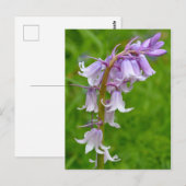 Lila Bluebell Postcard Postkarte (Vorne/Hinten)