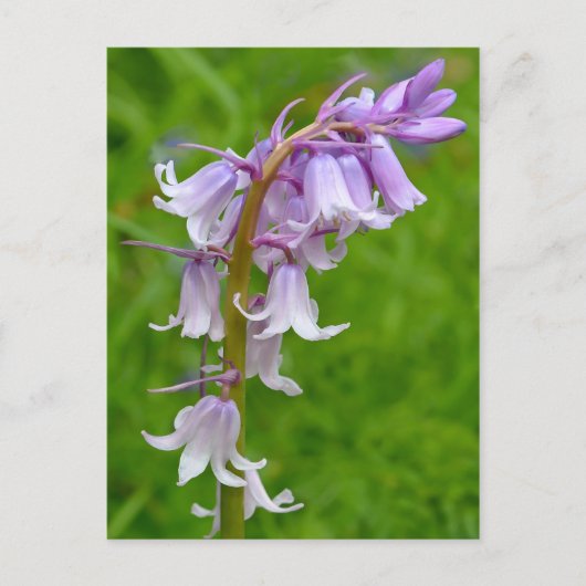 Lila Bluebell Postcard Postkarte (Vorderseite)