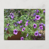 Lila blühende Blume Postkarte (Vorderseite)