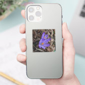 Lila blühendes Woodland Crocus Aufkleber (Telefon)