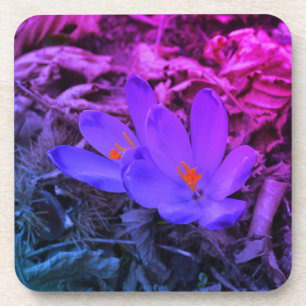 Lila blühendes Woodland Crocus Getränkeuntersetzer