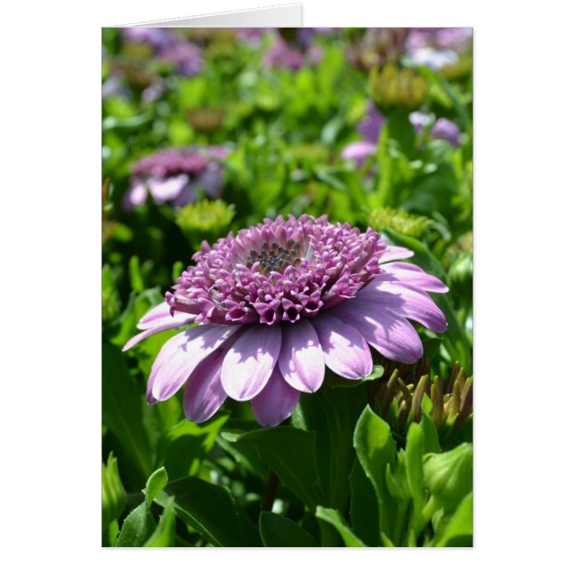 Lila Blume (Vorne)