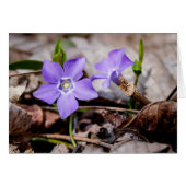 Lila Blume (Vorderseite (Horizontal))