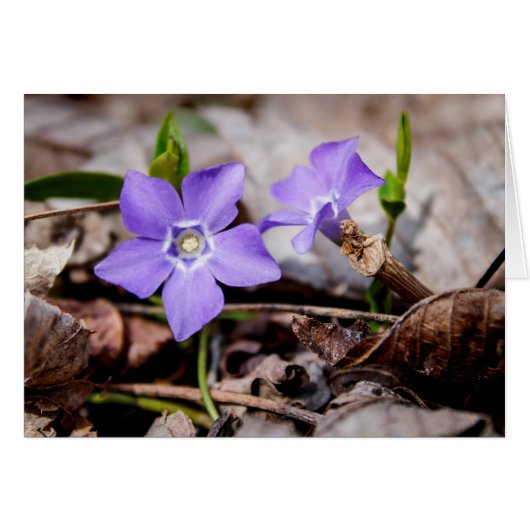 Lila Blume (Vorderseite (Horizontal))