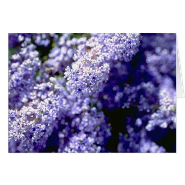 Lila Blume (Vorderseite (Horizontal))