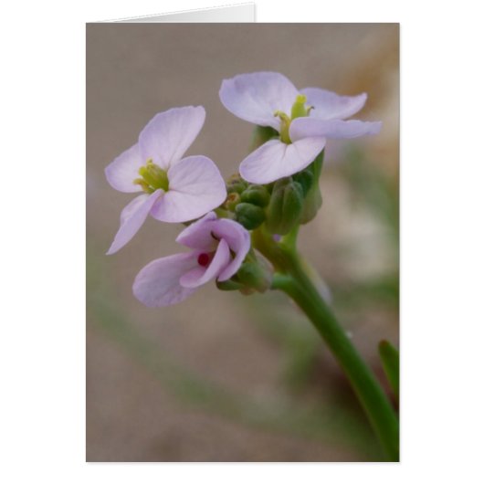Lila Blume (Vorne)