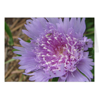 Lila Blume