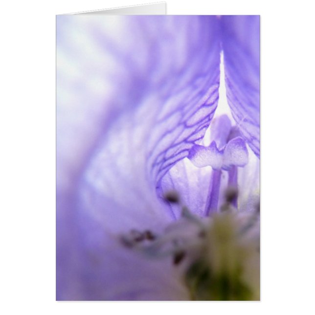 LILA BLUME 1 (Vorne)
