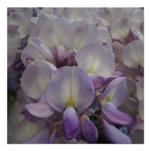 Lila Blume 20" x 20",Posterpapier,Halbglanz Poster