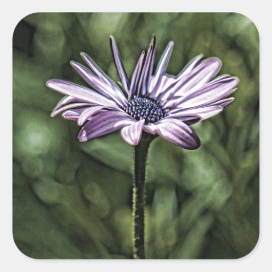 Lila Blume allein Stehend Quadratischer Aufkleber (Vorderseite)