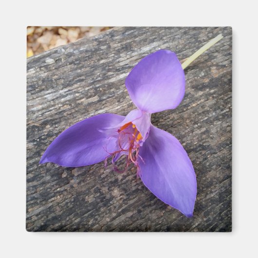 Lila Blume auf einer Bank Magnet (Vorne)
