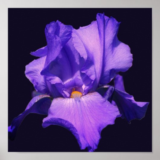 Lila Blume Barti Poster (Vorne)