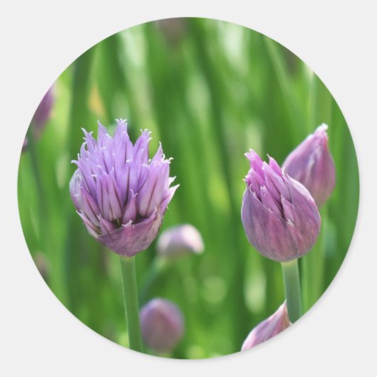 Lila Blume Chives Blossom Runder Aufkleber (Vorderseite)