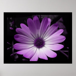 Lila Blume Daisy Poster