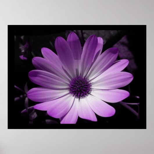 Lila Blume Daisy Poster (Vorne)