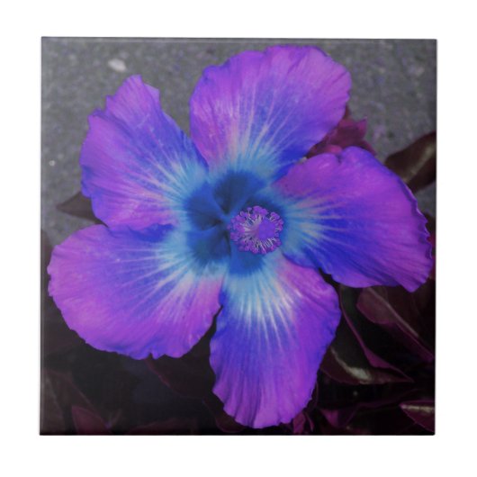Lila Blume Fliese (Vorderseite)