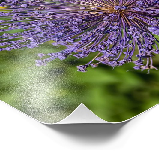 Lila Blume Fotodruck (Ecke)