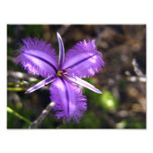 Lila Blume Fotodruck (Vorne)