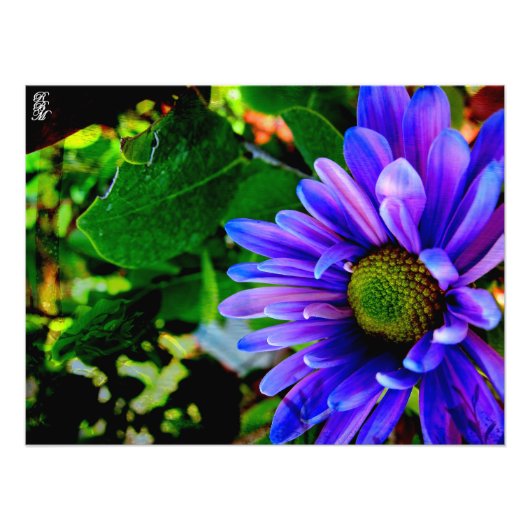Lila Blume Fotodruck (Vorne)